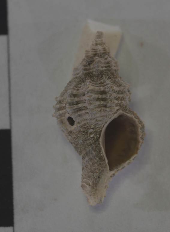 Gasteropode da identificare